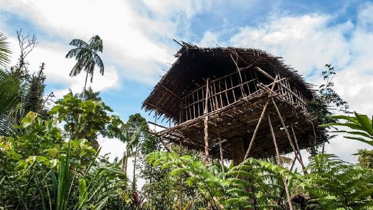 Rumah suku korowai. Sumber: google.com